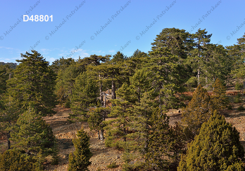 Coniferous forest, Cyprus